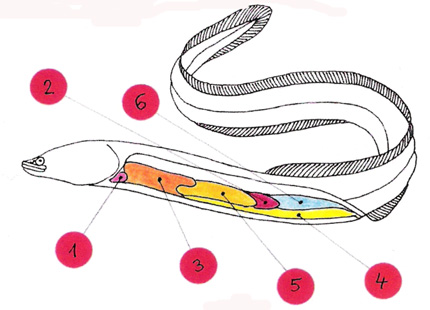 anatomie1yj2