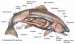 trout-fish-anatom