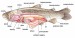 anatomie_ryby